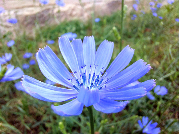 Nahaufnahme blaue Wegwarte Blüte