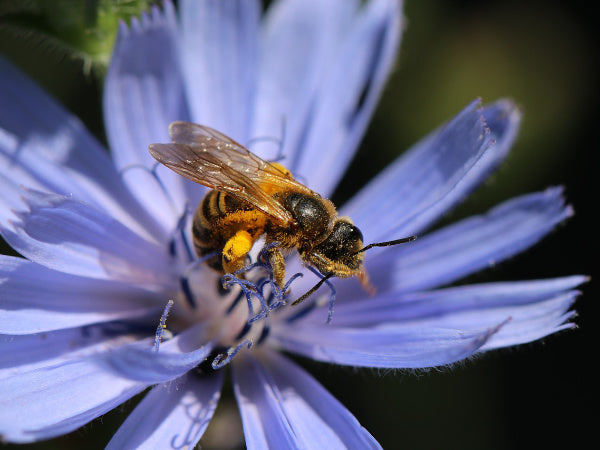 Wegwarte Blüte mit Biene