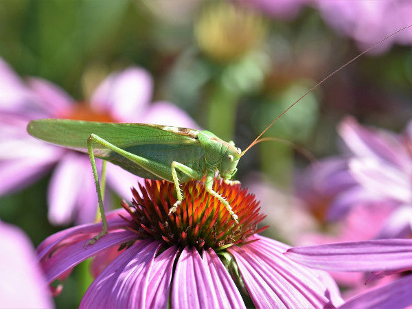 Grashüpfer auf Blume Nahaufnahme